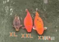 趵突泉3只胖錦鯉組團出游 究竟是怎么回事？