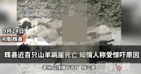 河南輝縣近百只山羊接連跳崖墜亡 為什么跳崖墜亡？