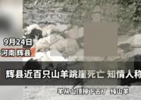 河南輝縣近百只山羊接連跳崖墜亡 為什么跳崖墜亡？