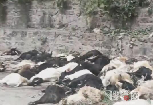 羊主人回應山羊集體跳崖墜亡 原因竟是這樣實在太可惜了