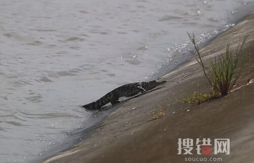 上海黃浦江畔的鱷魚抓到了 原因竟是這樣簡直太可怕了