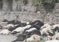 羊主人回應山羊集體跳崖墜亡 為什么跳崖？