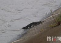 上海黃浦江畔的鱷魚抓到了 為什么黃浦江會有鱷魚？