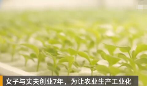 女子建植物工廠讓菠菜一年長22茬 原因竟是這樣簡直太驚人