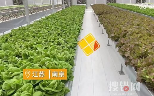 女子建植物工廠讓菠菜一年長22茬 為什么長這么多次？
