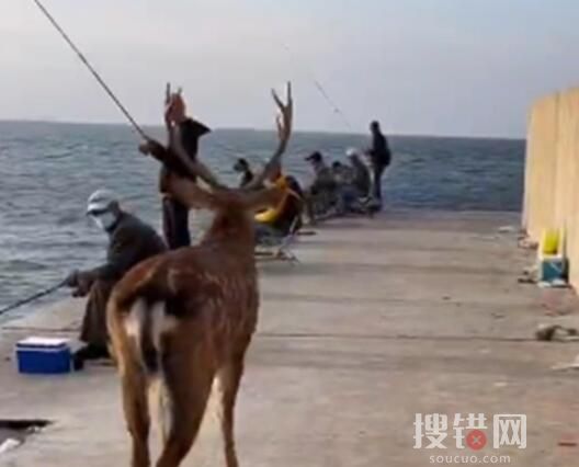 官方回應大連海邊出現梅花鹿 為什么會有野生梅花鹿？