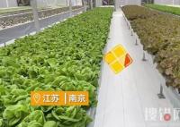 女子建植物工廠讓菠菜一年長22茬 為什么長這么多次？