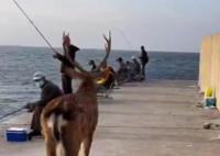 官方回應大連海邊出現梅花鹿 為什么會有野生梅花鹿？