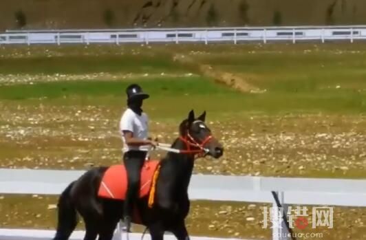 價值28萬純血馬在麗江“走失” 為什么走丟什么情況？