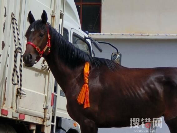 價值28萬純血馬在麗江“走失” 為什么走丟什么情況？