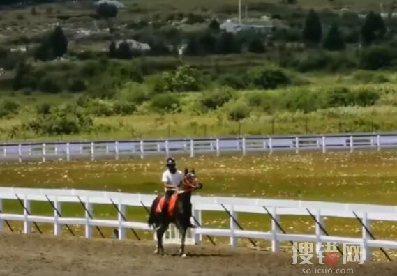 價值28萬純血馬在麗江“走失” 為什么走丟什么情況？