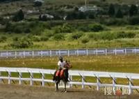 價值28萬純血馬在麗江“走失” 為什么走丟什么情況？