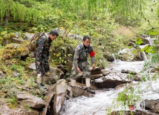 四川一樹洞現野生熊貓幼崽 究竟是怎么回事?
