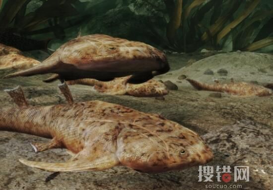 “從魚到人”有了關鍵證據 到底是不是真的？