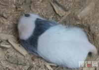 四川一樹洞現野生熊貓幼崽 究竟是怎么回事？