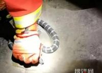 女孩網購毒蛇當寵物 一個月后身亡 安全隱患遠比我們想象的嚴重