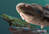 “從魚到人”有了關鍵證據 到底是不是真的？