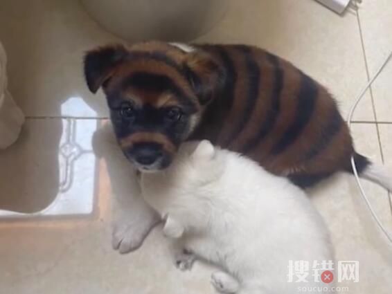 花700買虎皮犬回家發現是染色狗 原因竟是這樣實在太讓人氣憤