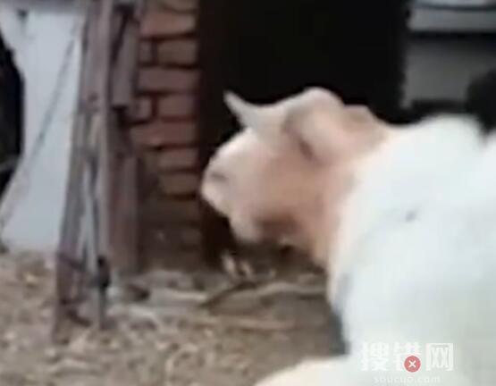 小羊學狗叫嚇懵同伴 對面的羊都嚇懵了