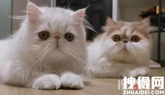 年輕人假期搞錢:喂貓一周賺5000 原因竟是這樣簡直太羨慕了