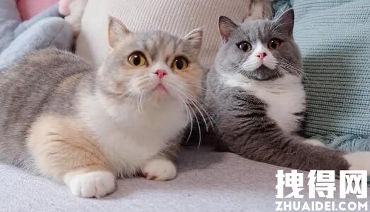 年輕人假期搞錢:喂貓一周賺5000 原因竟是這樣簡直太羨慕了