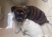 花700買虎皮犬回家發現是染色狗 男子花700買虎皮犬發現被騙