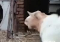 小羊學狗叫嚇懵同伴 對面的羊都嚇懵了