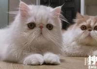 年輕人假期搞錢:喂貓一周賺5000 為什么這么貴？