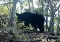 重慶拍到黑熊一家三口林中漫步 一家三口同框的珍貴畫面曝光