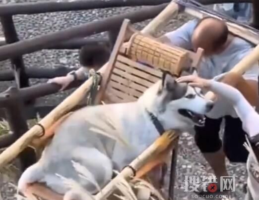 主人雇轎夫抬累癱的哈士奇上山 盡量讓全家人都開開心心過大假