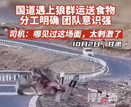 甘肅國道上司機偶遇狼群運送食物 到底是什么情況？