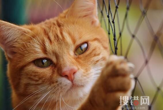 2022年女孩國慶假期幫喂貓日賺600