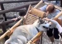 主人雇轎夫抬累癱的哈士奇上山 不將它們扔在家里