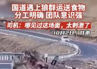 甘肅國道上司機偶遇狼群運送食物 內幕實在驚個呆