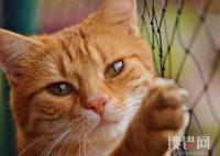 2022年女孩國慶假期幫喂貓日賺600