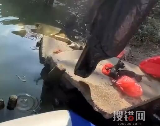 男子釣魚救下被裹塑料袋扔河里的貓 兩只小貓都已被人領養