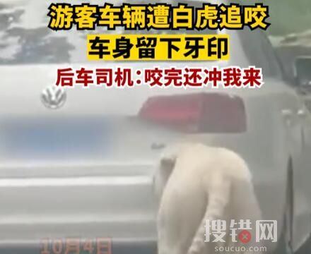 游客車輛遭白虎追咬留下牙印 咬完還向車沖去
