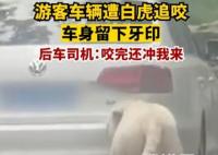 游客車輛遭白虎追咬留下牙印 把人給嚇了一跳