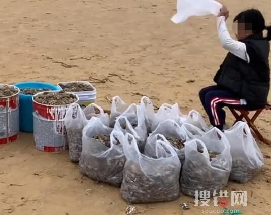 煙臺女子沙灘撿30斤蝦 內幕曝光簡直太意外了