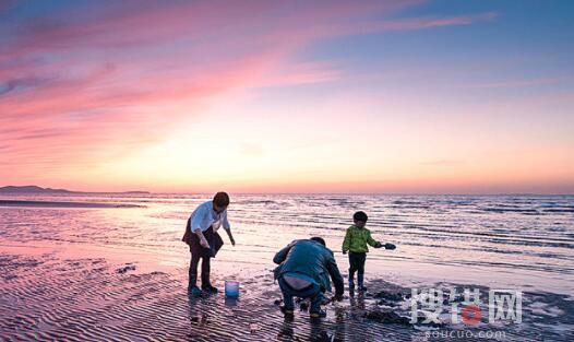 煙臺海腸爆發 有人一晚撈上千斤 內幕曝光簡直太意外了