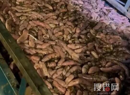 女子驅車3小時連夜到煙臺撈海腸 內幕曝光簡直太意外了