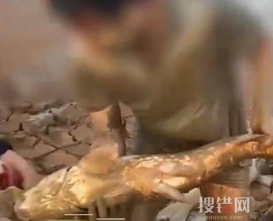 市民到鄱陽湖撿魚 官方:很危險 究竟是怎么回事？