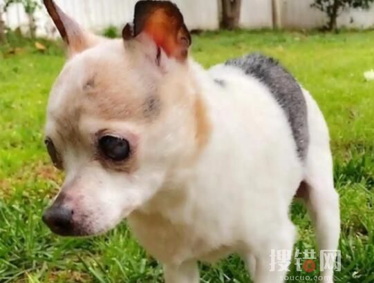 全球最年長的狗去世 終年22歲 究竟是怎么回事？