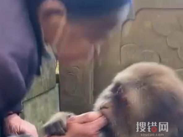 寺廟回應喂獨臂猴:它與寺廟有緣 內幕曝光簡直太意外了