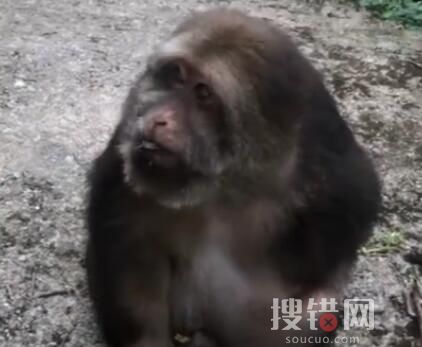 工作人員回應網紅獨臂猴咬傷師太 究竟是怎么回事？