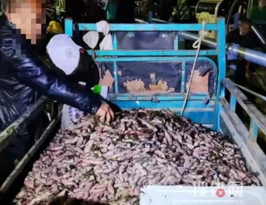 市民狂撈的海腸從哪來?煙臺回應 內幕曝光簡直太意外了