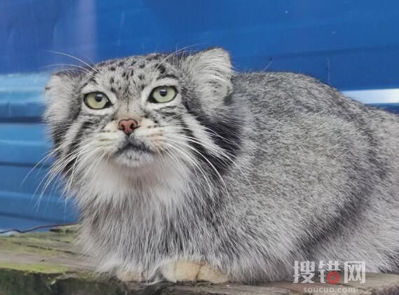 網紅兔猻“猻思邈”意外死亡 究竟是怎么回事？