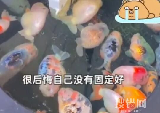 電插排掉進魚缸 26條金魚被煮熟 原因竟是這樣太嚇人了