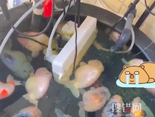 電插排掉進魚缸 26條金魚被煮熟 原因竟是這樣太嚇人了