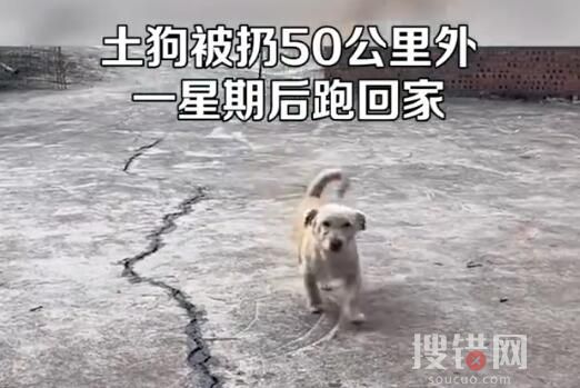 土狗被扔50公里外一星期后跑回家 背后真相實在讓人心塞